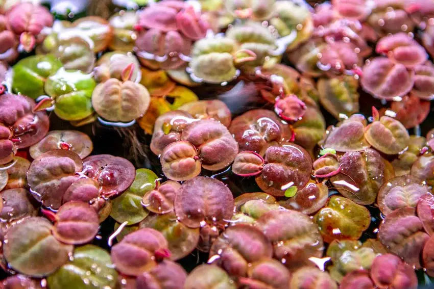 Red Root Floater (Phyllanthus fluitans) – floating aquarium plant with red roots and green leaves