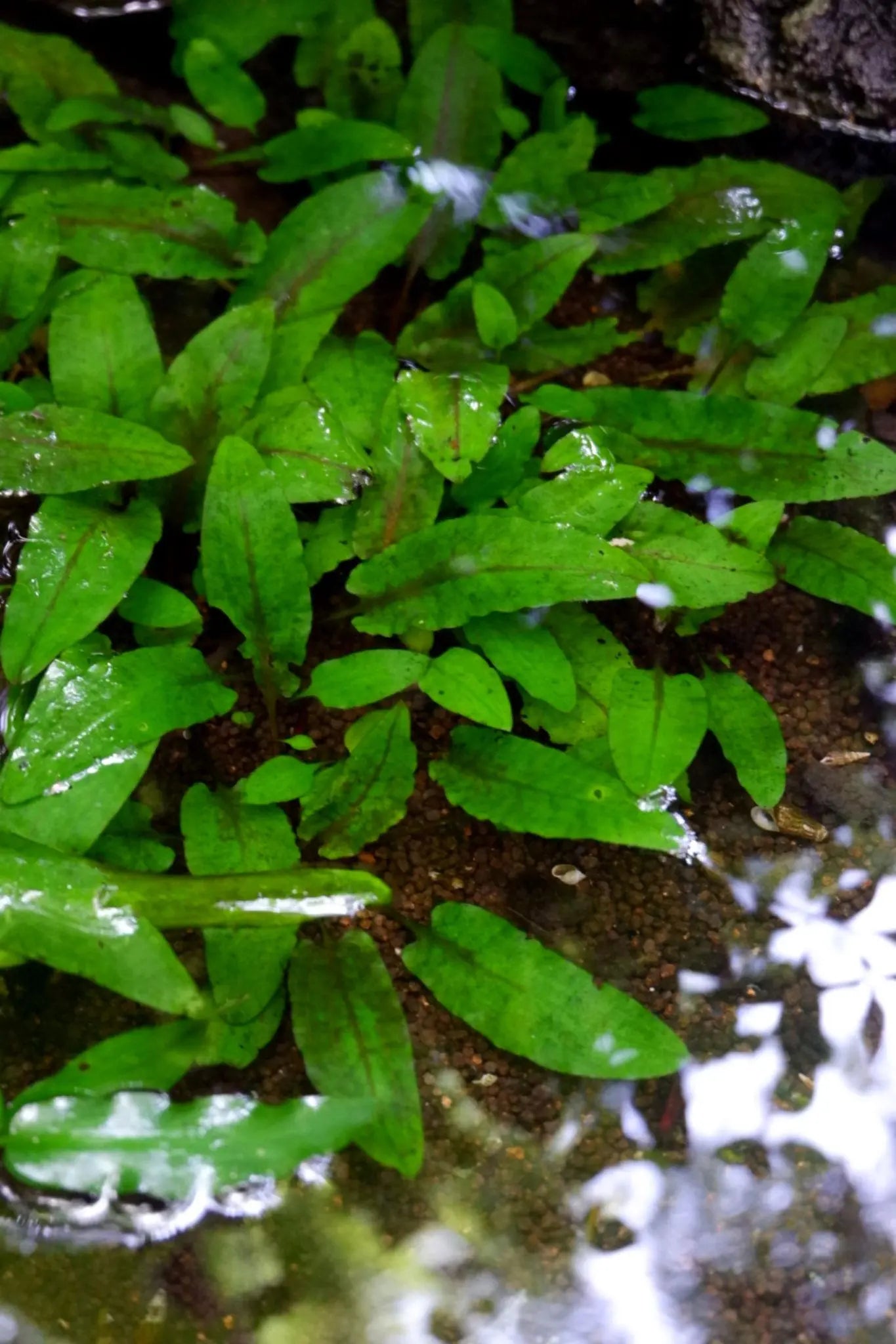 Cryptocoryne wendtii Indonesia aquarium plant