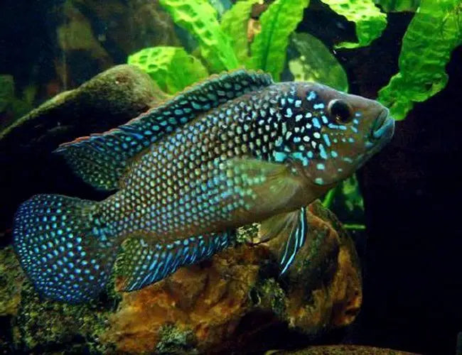 Jack Dempsey Cichlid (Rocio octofasciata) – bold, colorful freshwater aquarium fish with iridescent blue-green scales and semi-aggressive temperament.