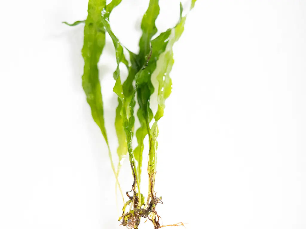 Java Fern (Microsorum pteropus) – hardy freshwater aquarium plant with broad green leaves attached to driftwood in a planted aquascape.