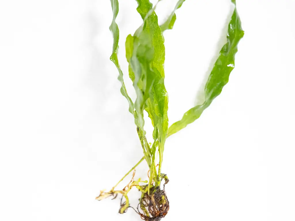 Java Fern (Microsorum pteropus) hardy freshwater aquarium plant with broad green leaves attached to driftwood in a planted aquascape.
