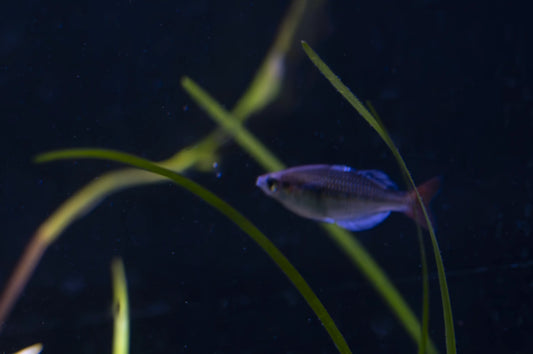 Melanotaenia sp. 'Kali Tawa' Rainbowfish – rare freshwater rainbowfish with iridescent blue-green body and orange accents, swimming in a planted aquarium.