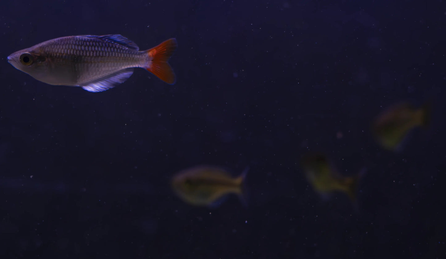 Melanotaenia sp. 'Kali Tawa' Rainbowfish – rare freshwater rainbowfish with iridescent blue-green body and orange accents, swimming in a planted aquarium.