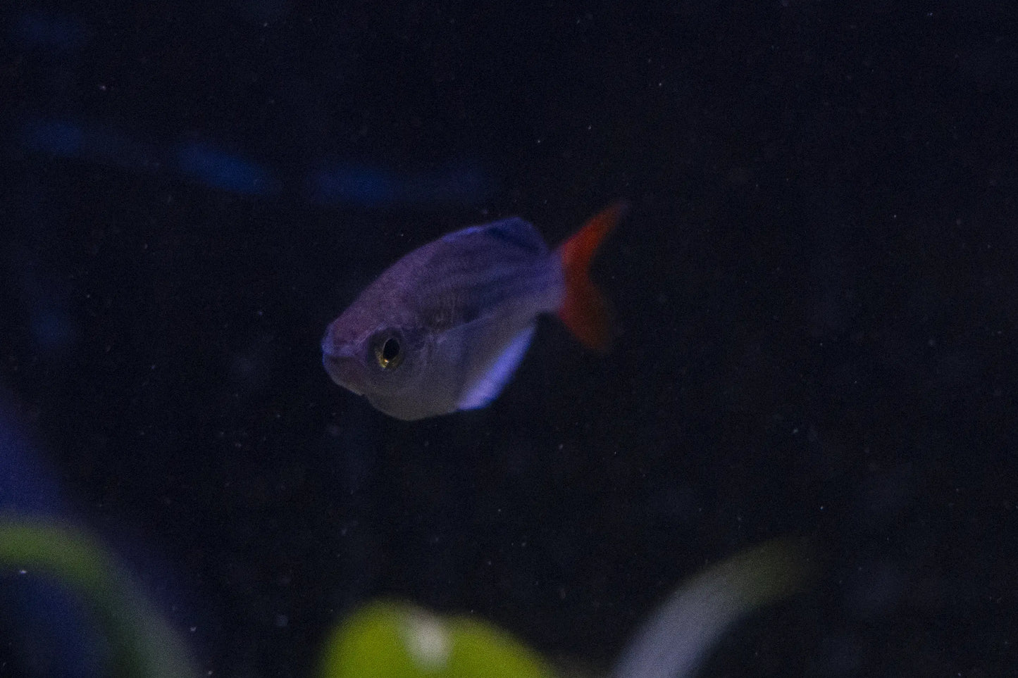 Melanotaenia sp. 'Kali Tawa' Rainbowfish – rare freshwater rainbowfish with iridescent blue-green body and orange accents, swimming in a planted aquarium.