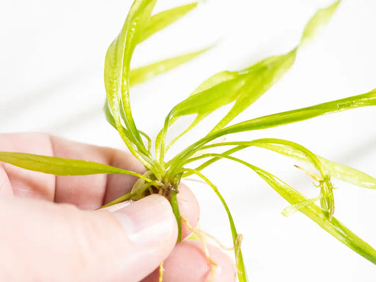 Broad Leaf Chain Sword (Echinodorus) – lush green rosette aquarium plant with wide leaves, growing in the background of a freshwater planted tank.
