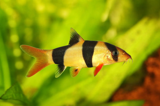 Clown Loach (Chromobotia macracanthus) – bright orange and black-striped freshwater fish swimming in a planted aquarium.