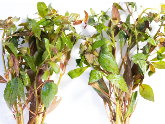 Ludwigia Rubin – vibrant red aquarium stem plant with deep red leaves used in the background of a planted freshwater aquascape