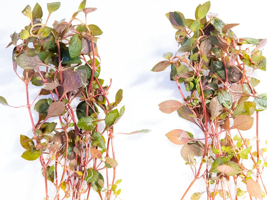 Ludwigia Dark Red – vibrant red freshwater aquarium stem plant with burgundy leaves, growing in a planted aquascape.