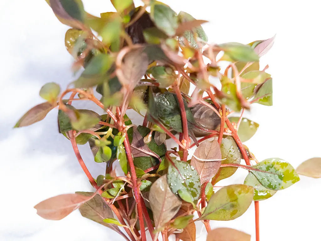 Ludwigia Dark Red aquarium stem plant with deep red and burgundy leaves growing in a freshwater planted tank.