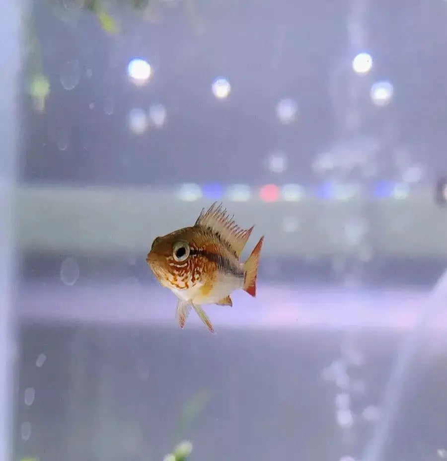 Apistogramma macmasteri Red Shoulder dwarf cichlid with red markings in a planted freshwater aquarium.
