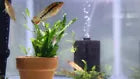 MacMasteri apisto