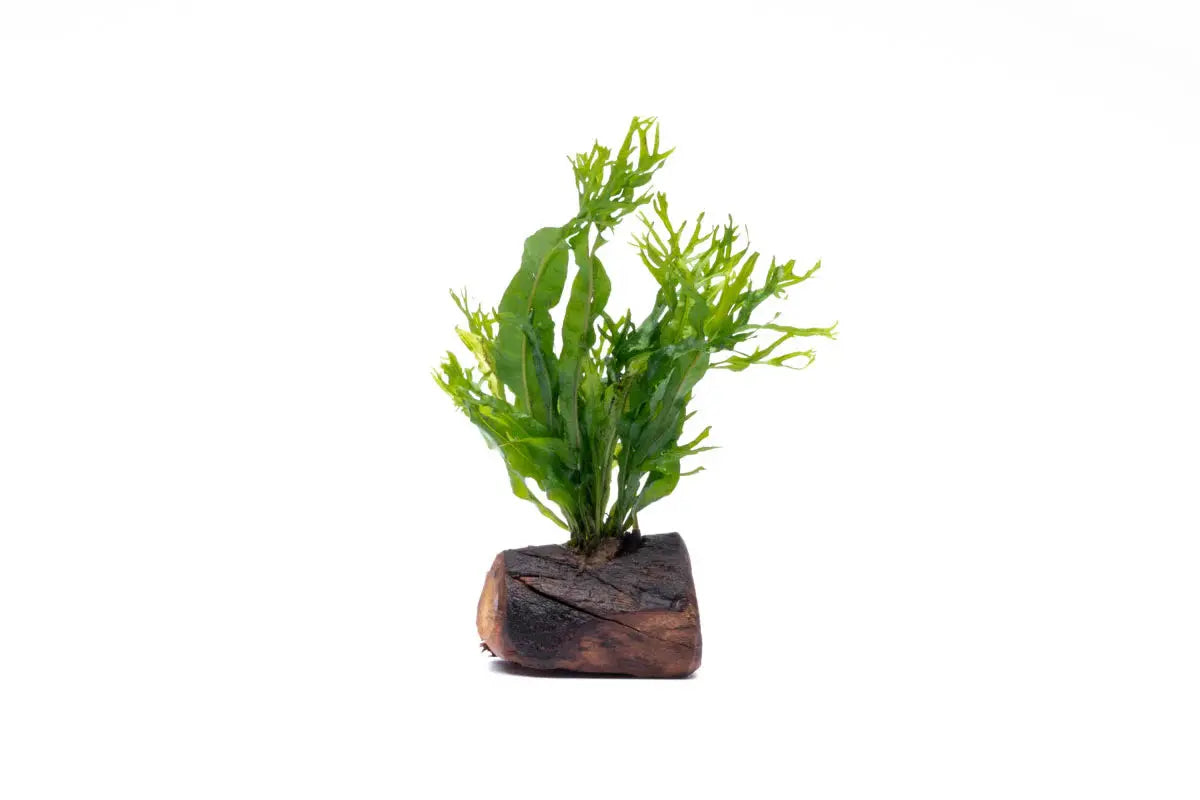 Windelov on xs wood Tropical Treasures Wyo LLC