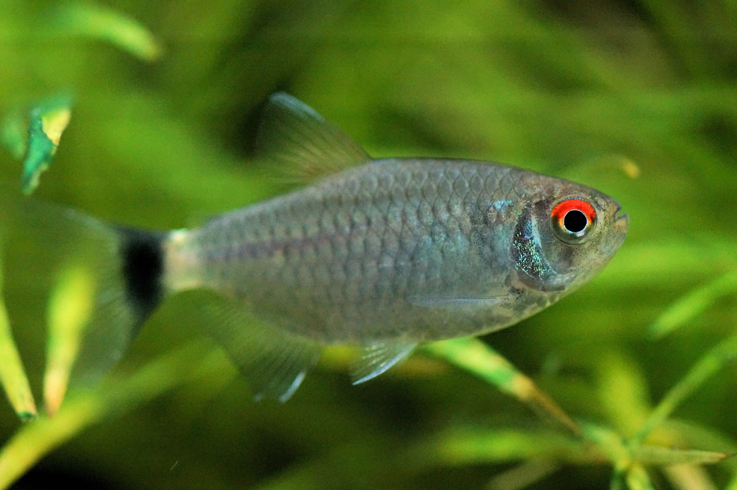 Red Eye Tetra Moenkhausia sanctaefilomenae silver schooling fish with bright red eye
