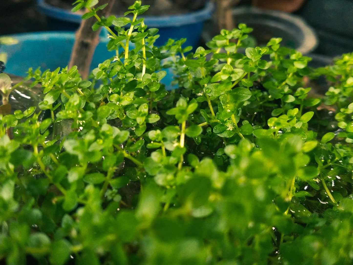 Rotala indica Green aquarium plant with bright emerald green stem growth
