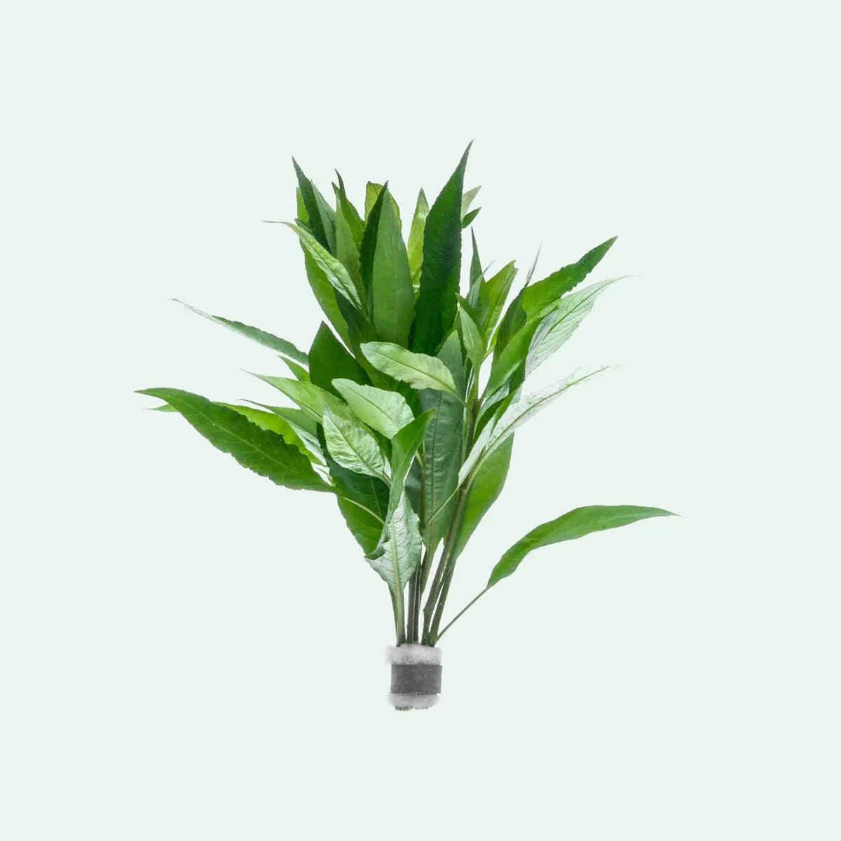 Hygrophila corymbosa Stricta Tropical Treasures Wyo LLC