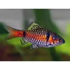 Odessa Barb (Pethia padamya) – colorful freshwater barb with bright red stripe, swimming in a planted aquarium.