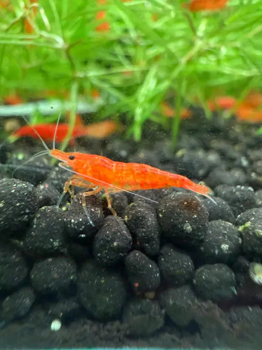 Orange Sakura Shrimp with bright orange coloration in planted aquarium