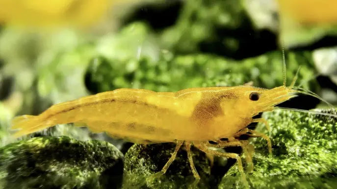 Bright Orange Sunkist Shrimp in planted freshwater aquarium