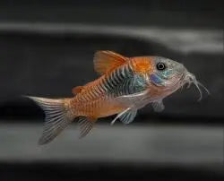 Orange Venezuela Corydoras freshwater catfish with vivid orange fins