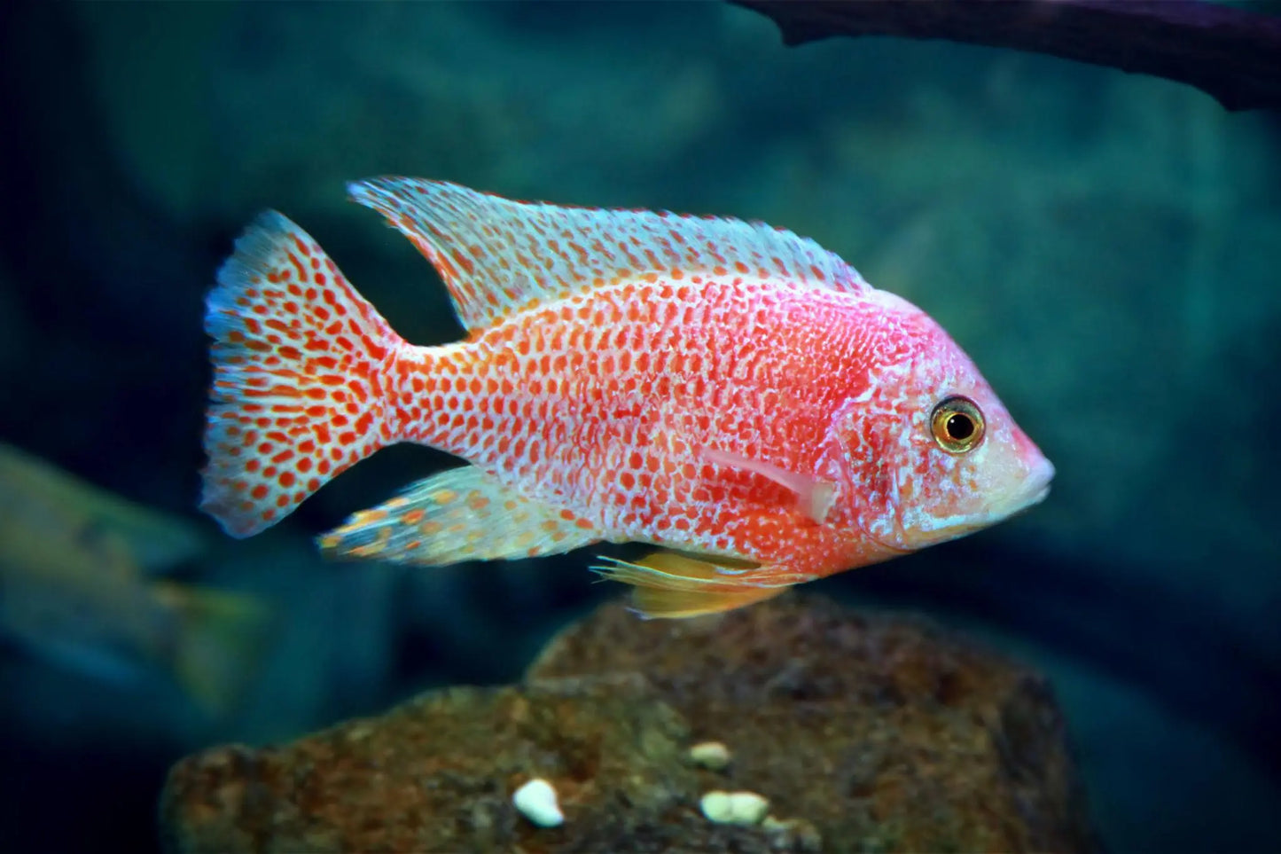 Albino Strawberry Peacock African cichlid Lake Malawi Albino Strawberry Peacock cichlid red pink coloration Albino Strawberry Peacock Aulonocara aquarium fish Albino Strawberry Peacock freshwater African cichlid