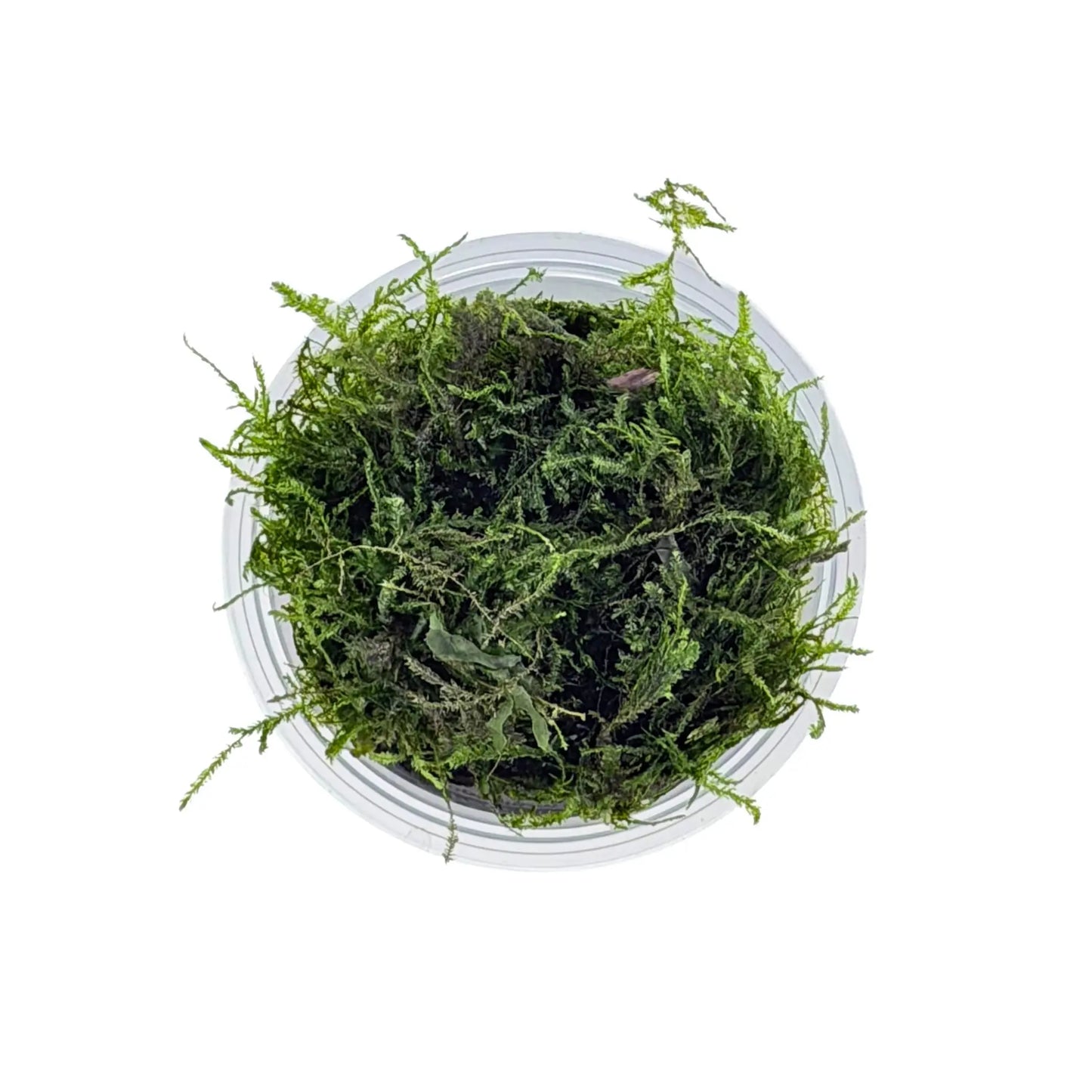 Top view of Peacock Moss (Taxiphyllum sp. Peacock) showing dense fan-shaped fronds