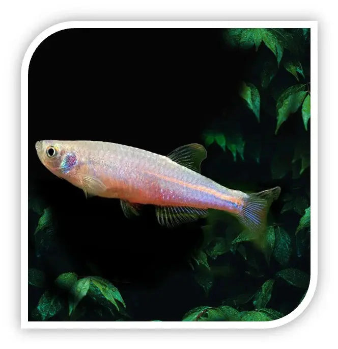 Pearl danio Danio albolineatus aquarium fish