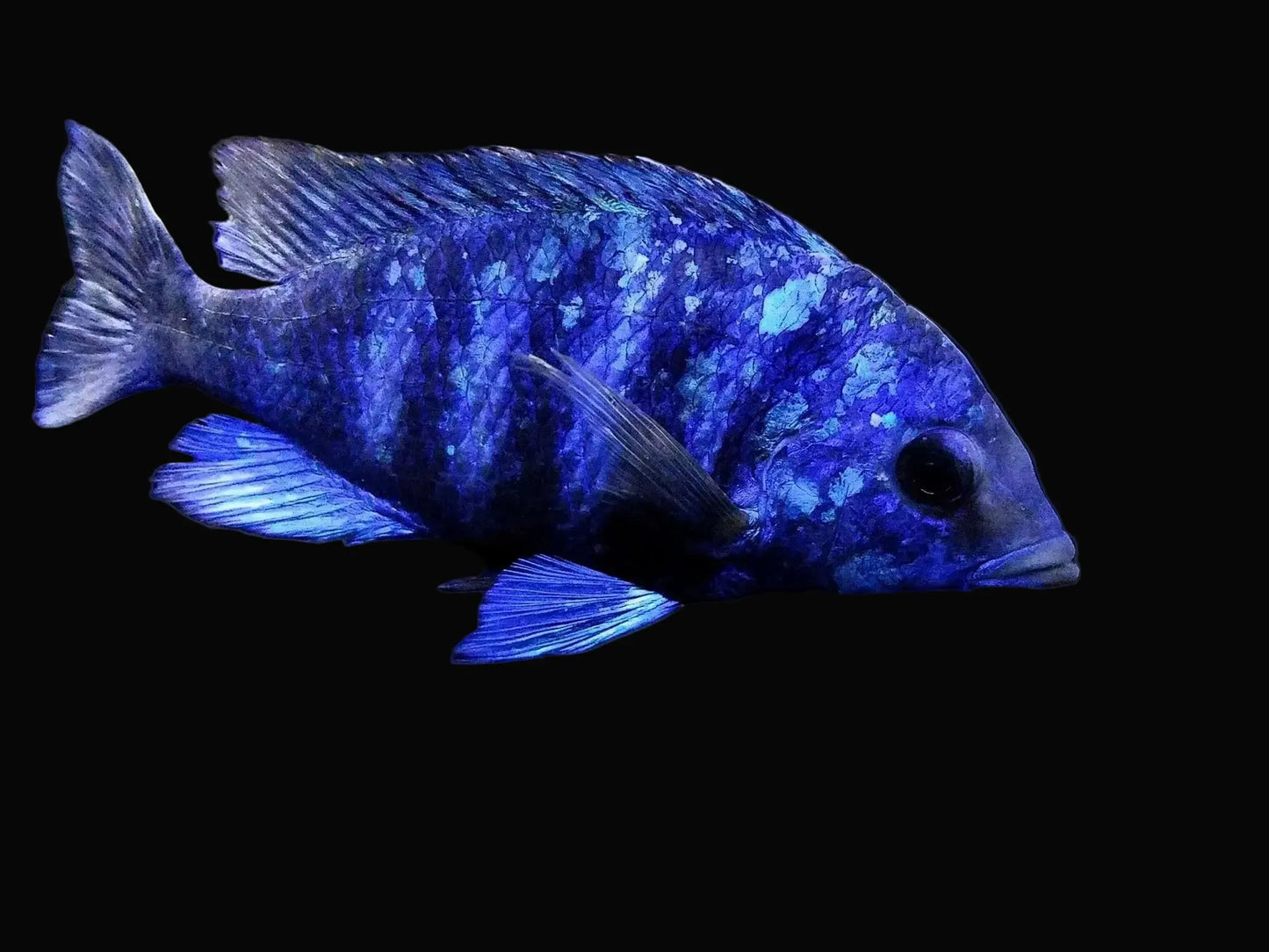 African Cichlid Star Sapphire Phenochilus (33.5 in) Lake Malawi Peacock Deep Blue & White Speckling Semi-Aggressive