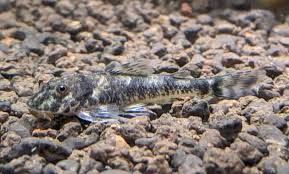 Pitbull Pleco (Parotocinclus jumbo) – Nano Algae Eating Pleco for Sale