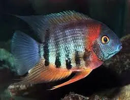 Red Shoulder Severum Cichlid (Heros efasciatus) β vibrant orange-shouldered South American cichlid swimming in a freshwater aquarium with plants