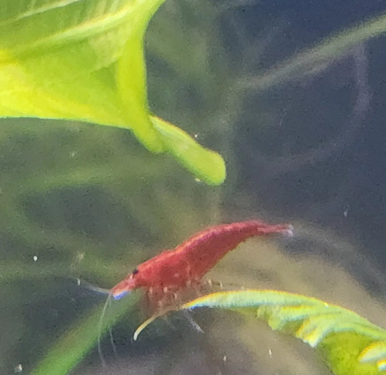 Bright red freshwater aquarium shrimp on green plants