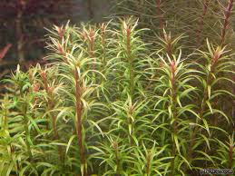 Rotala Mexicana Tropical Treasures Wyo LLC