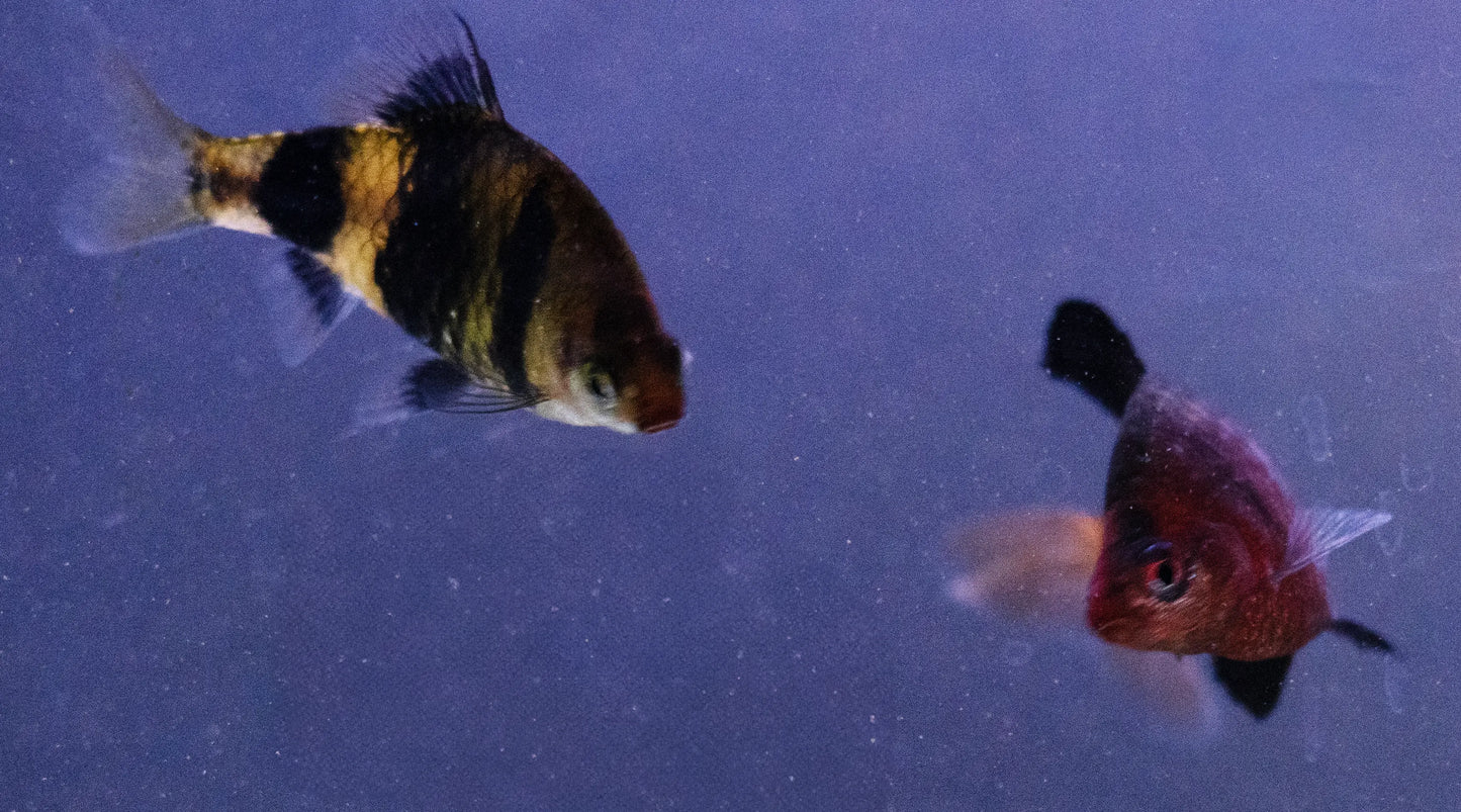 Black Ruby Barb (Pethia nigrofasciata) vibrant ruby-colored freshwater schooling fish with black stripes, swimming in a planted aquarium.