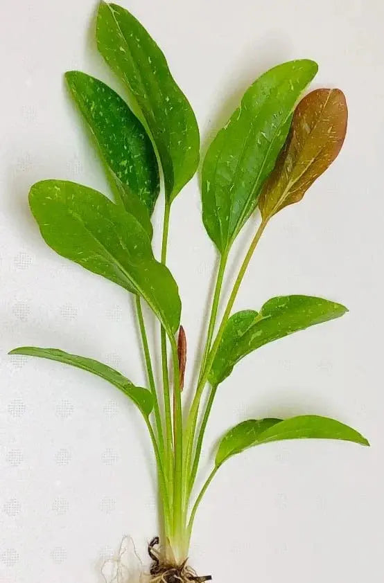 Rose Sparkle Sword Plant Tropical Treasures Wyo LLC