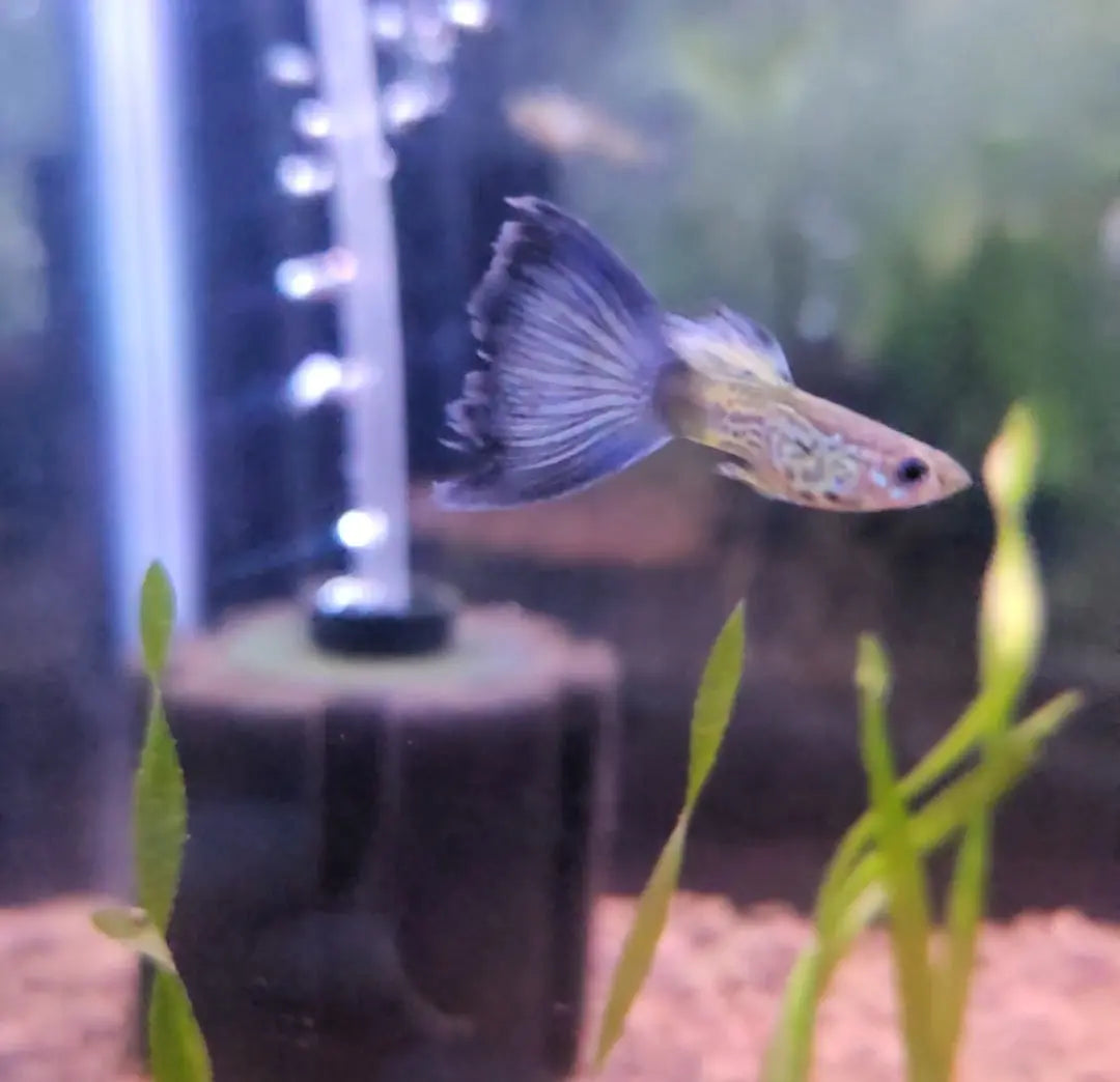 Snakeskin Bluetail Guppy – colorful freshwater guppy with a snakeskin-patterned body and vibrant blue tail, swimming in a planted aquarium.