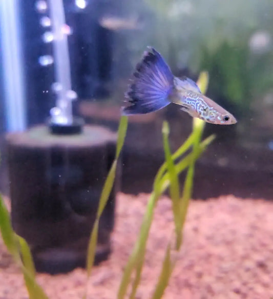 Snakeskin Bluetail Guppy – colorful freshwater guppy with a snakeskin-patterned body and vibrant blue tail, swimming in a planted aquarium.