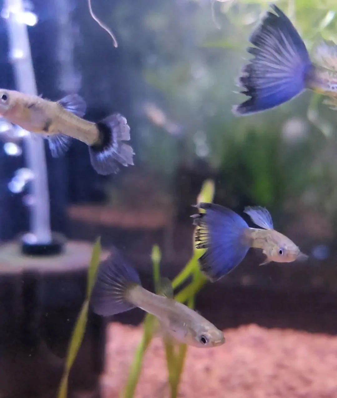 Snakeskin Bluetail Guppy colorful freshwater guppy with a snakeskin-patterned body and vibrant blue tail, swimming in a planted aquarium.