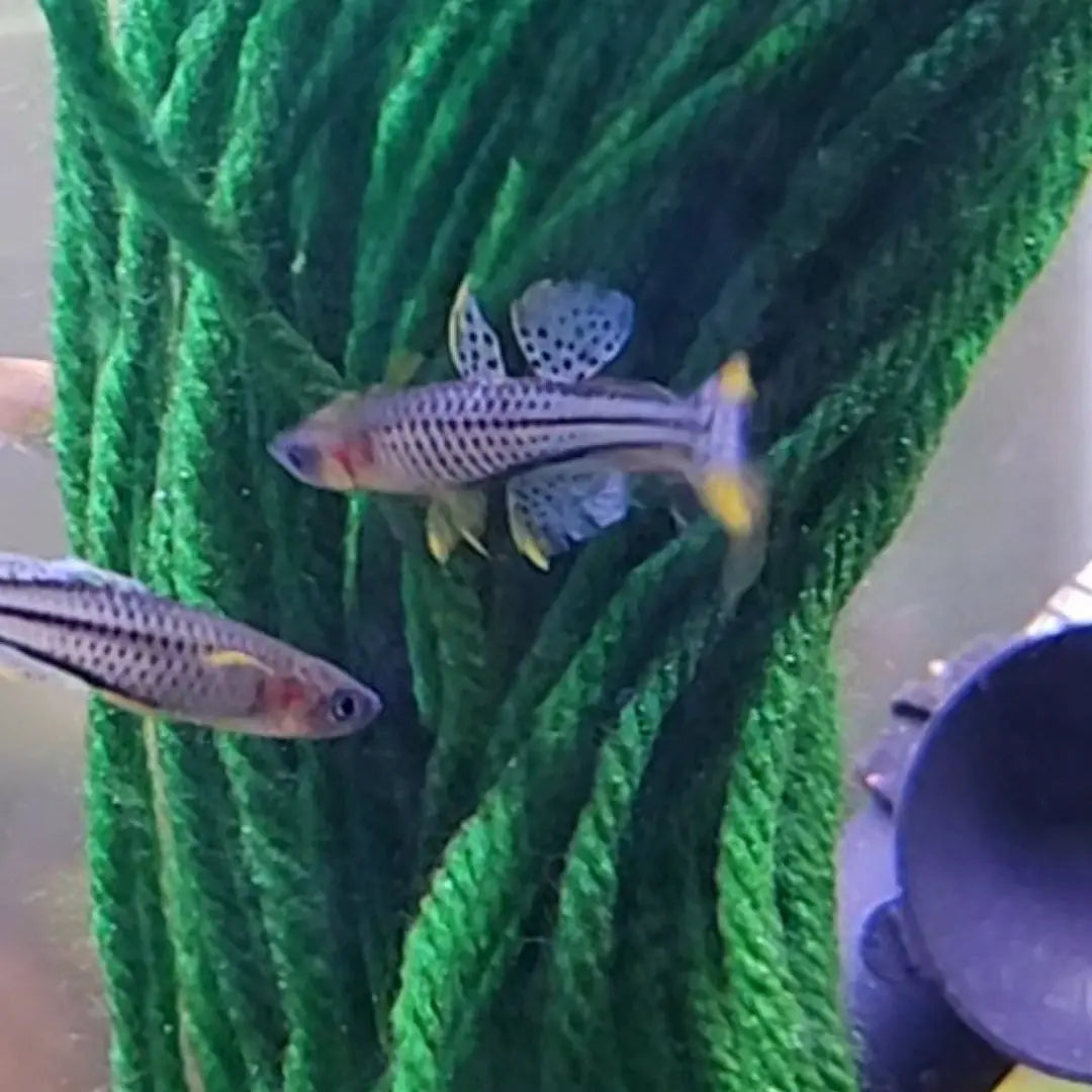 Pseudomugil gertrudae ‘Aru IV’ – nano rainbowfish with yellow body, black-spotted fins, and bright blue eyes, swimming in a planted aquarium.