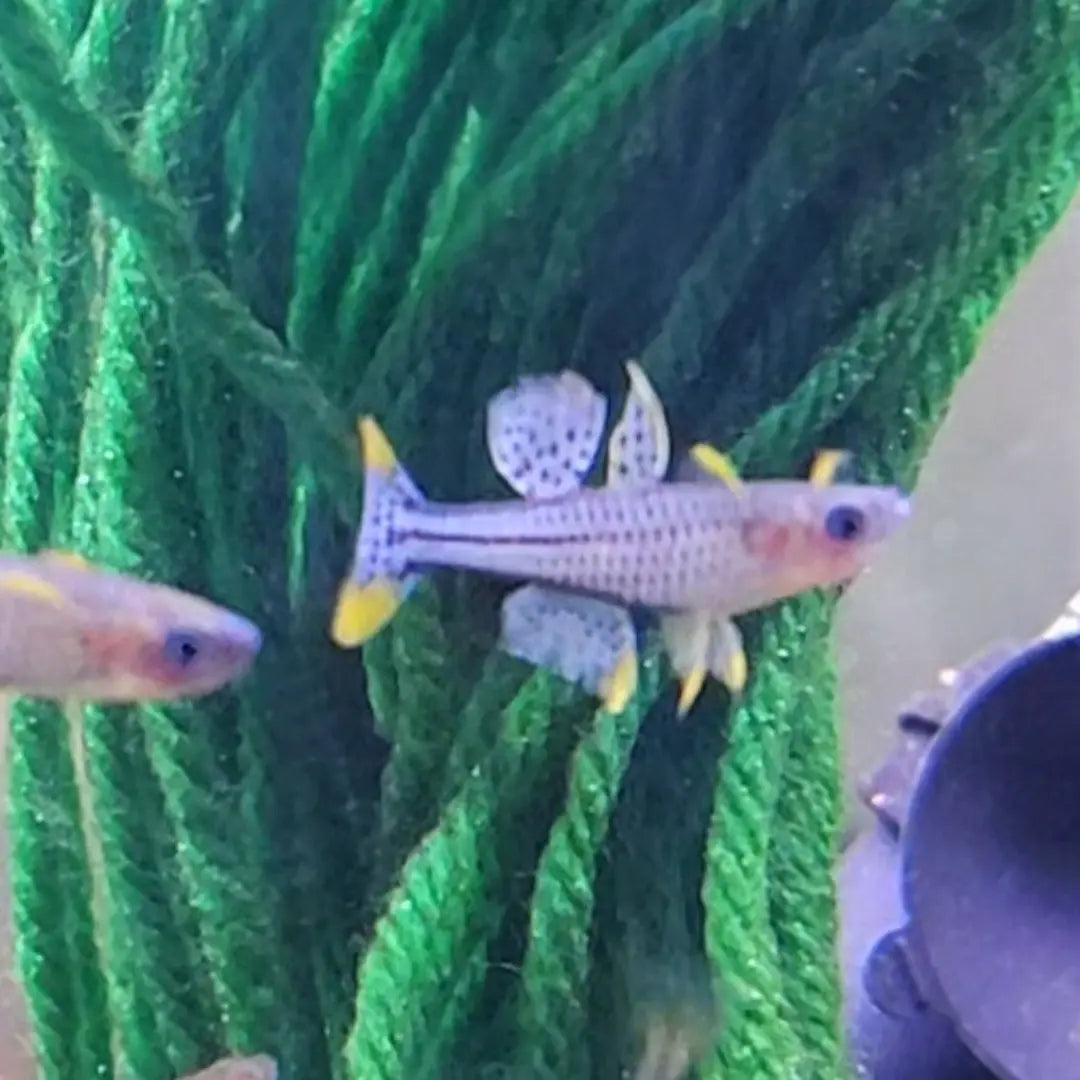 Pseudomugil gertrudae ‘Aru IV’ – nano rainbowfish with yellow body, black-spotted fins, and bright blue eyes, swimming in a planted aquarium.