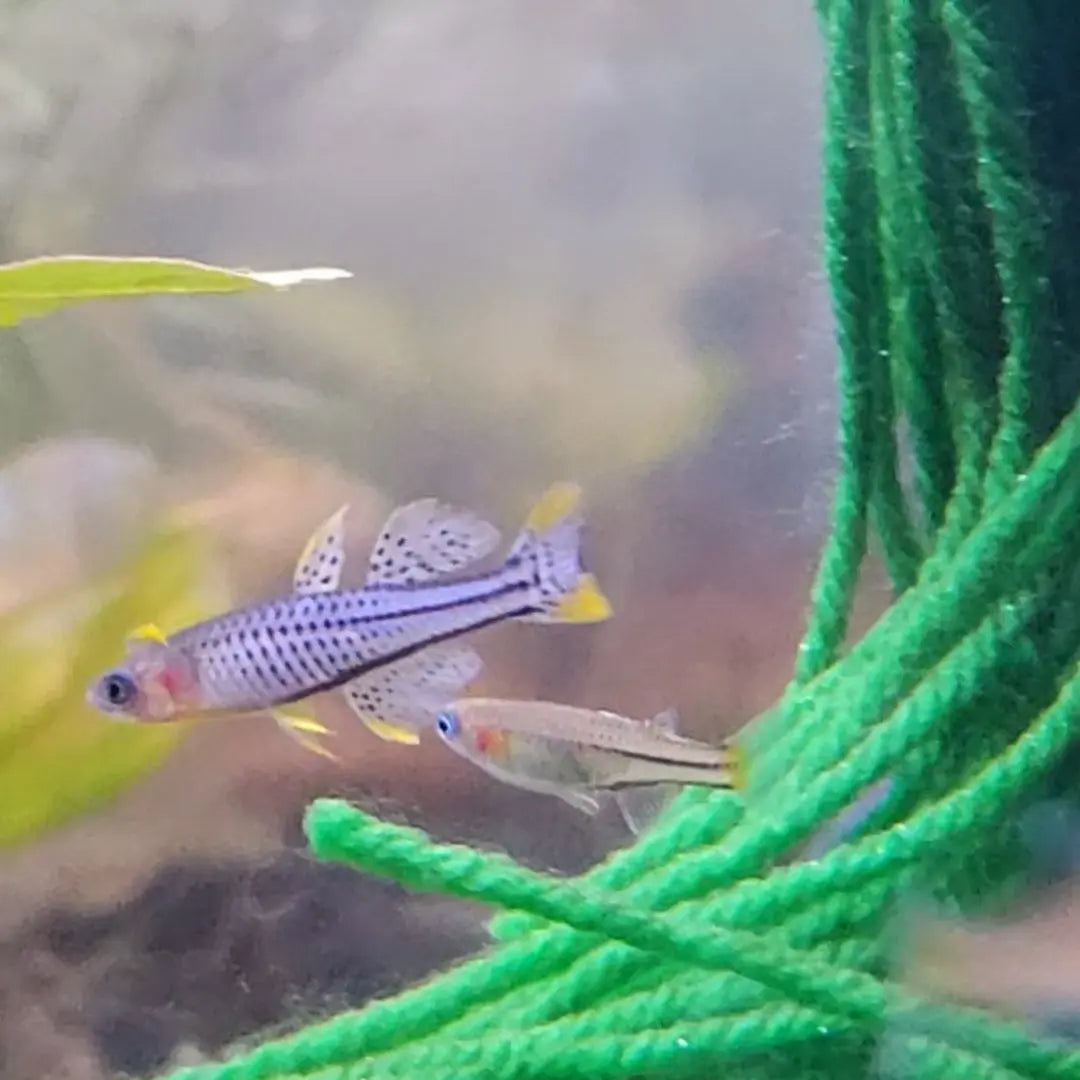 Pseudomugil gertrudae ‘Aru IV’ – nano rainbowfish with yellow body, black-spotted fins, and bright blue eyes, swimming in a planted aquarium.
