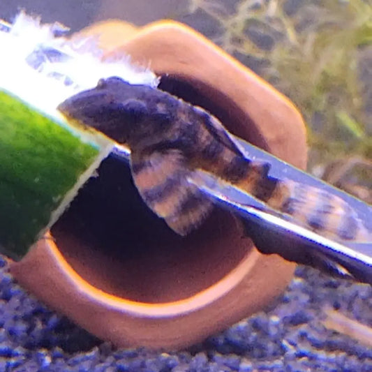 L397 Alenquer Tiger Pleco (Panaqolus sp.) – striking orange and black striped dwarf pleco resting on driftwood in aquarium.