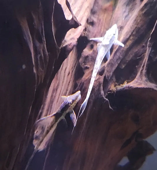 Whiptail Catfish (Rineloricaria) β slender freshwater aquarium catfish with elongated tail, resting on sandy substrate in planted tank.