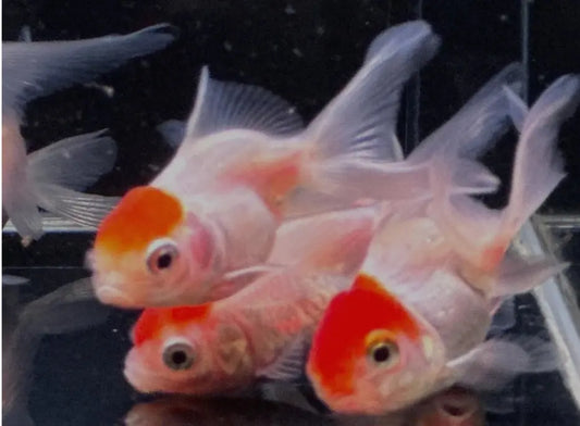 Red Cap Oranda Goldfish – 2 to 2.5-inch fancy goldfish with bright red head growth and flowing fins in a freshwater aquarium