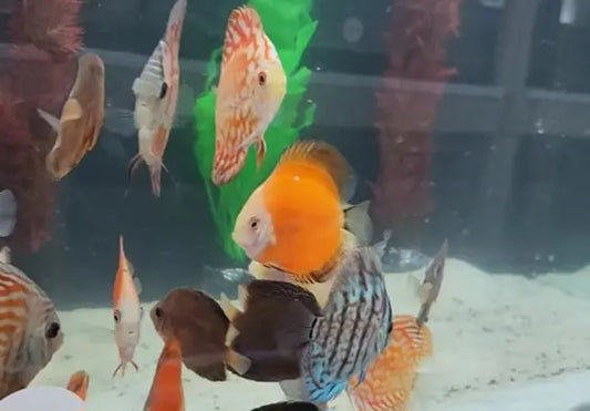 Assorted Discus fish – various vibrant color morphs of Symphysodon species swimming in a lush aquascaped freshwater aquarium.