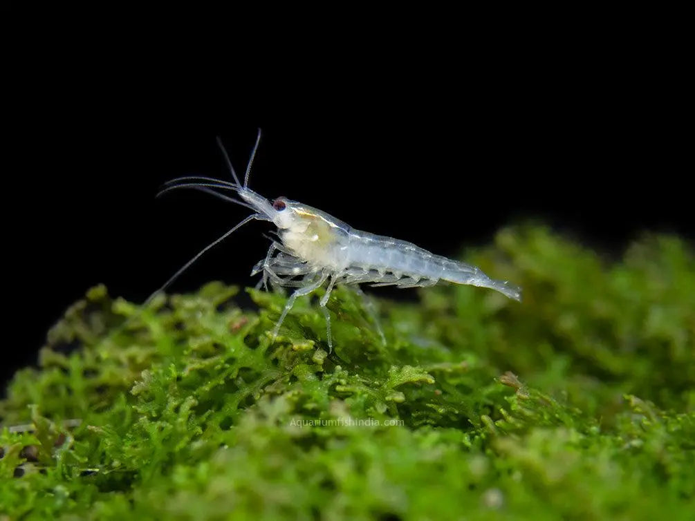 Snowball Shrimp with pure white coloration on green aquarium plants