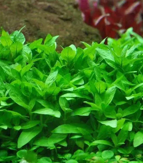 Staurogyne Repens Tropical Treasures Wyo LLC