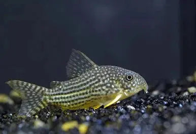 Sterbai Cory catfish with white spots on dark body in aquarium
