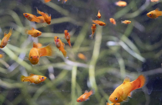 Sunset Platy freshwater fish – colorful livebearer for community tanks