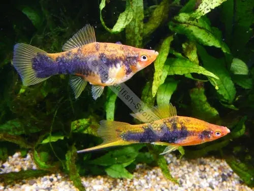 Tiger Swordtail golden yellow freshwater livebearer fish with bold black tiger striping and elongated sword tail