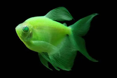 GloFish Electric Green Longfin Tetra swimming in a freshwater aquarium displaying bright fluorescent green coloration and flowing fins