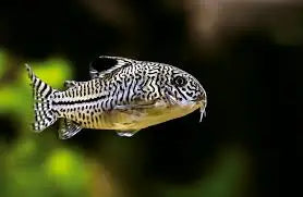Threestripe Corydora (Corydoras trilineatus) β peaceful freshwater catfish with spotted pattern